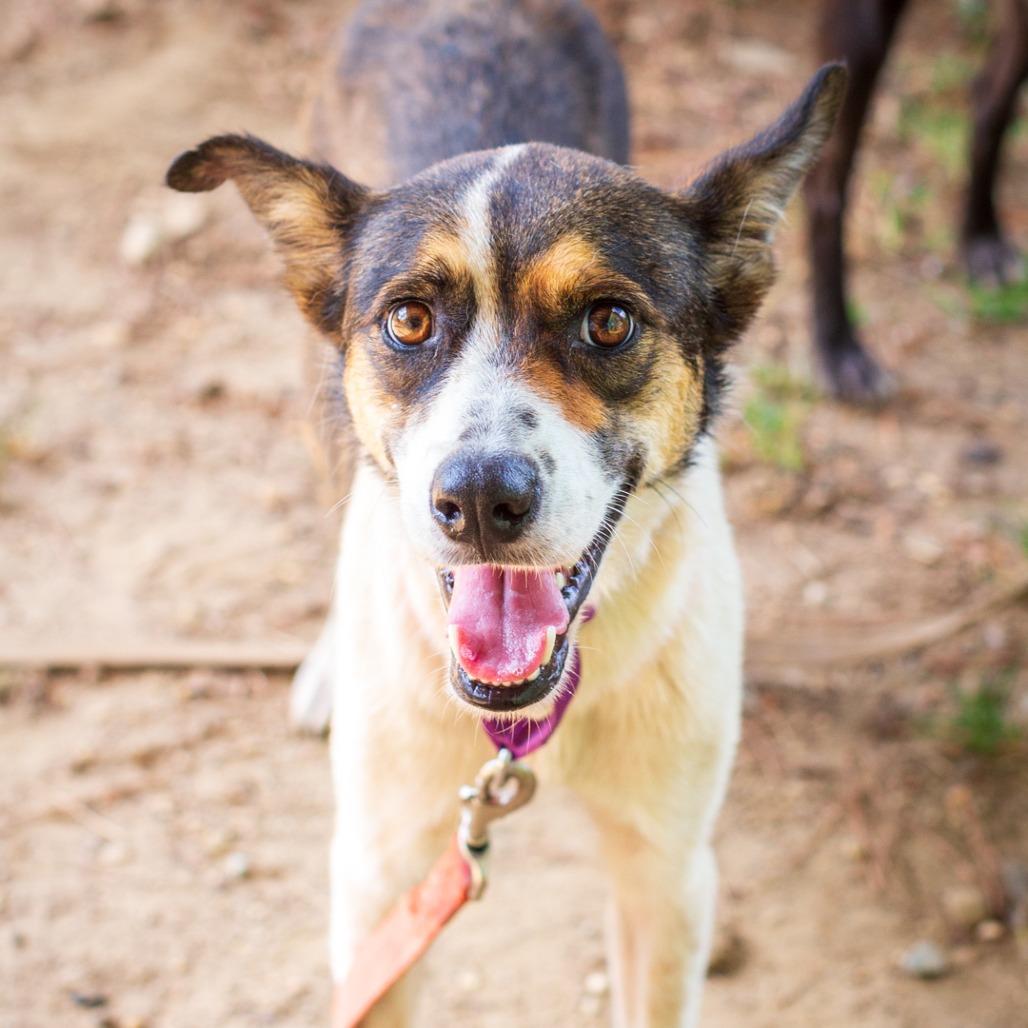 Enlarge Carly Beth, a Adoptable mixed breed in Hattiesburg, MS image 5/5