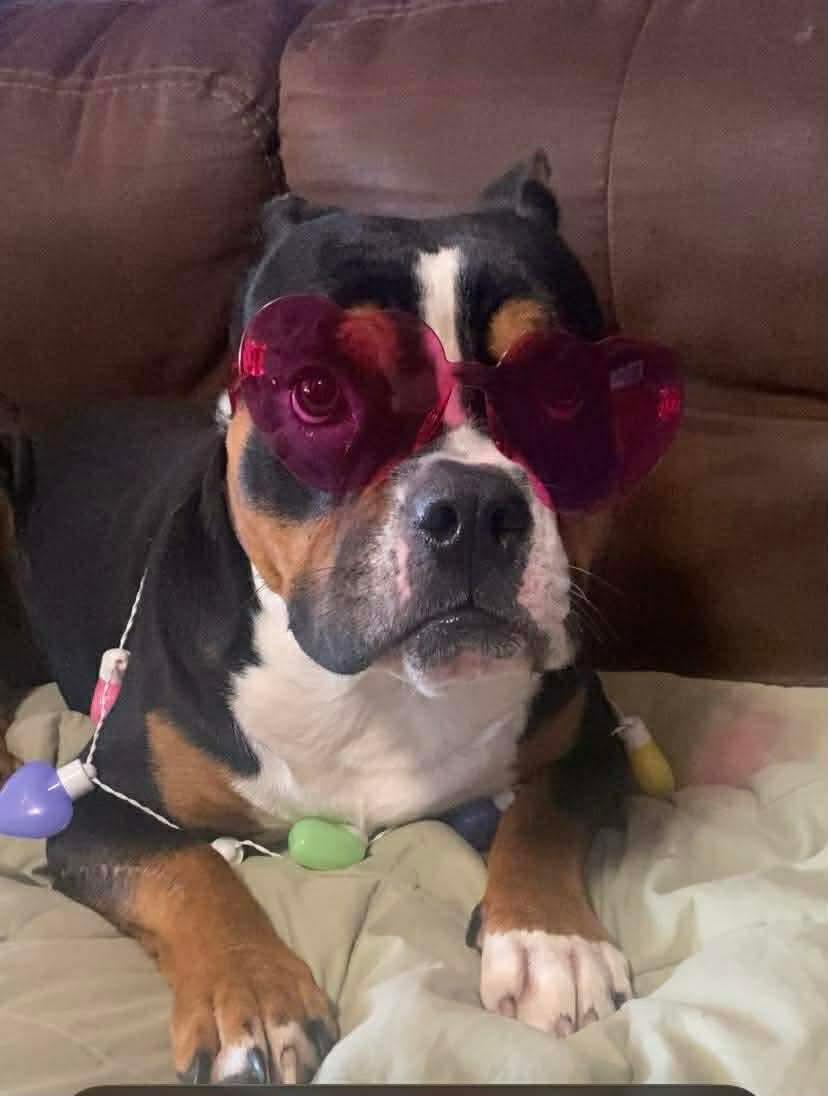 Enlarge Alice, a Adoptable mixed breed in Edmond, OK image 1/6