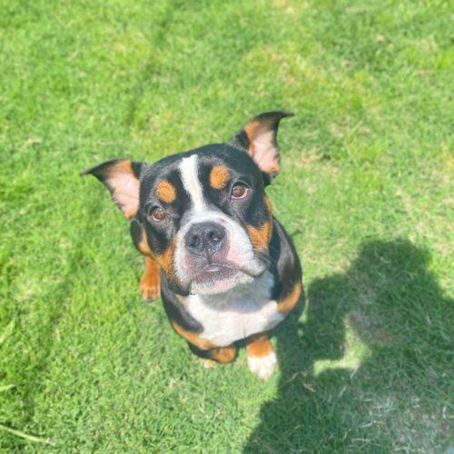 Alice, Adoptable, Young Female American Staffordshire Terrier & English Bulldog.