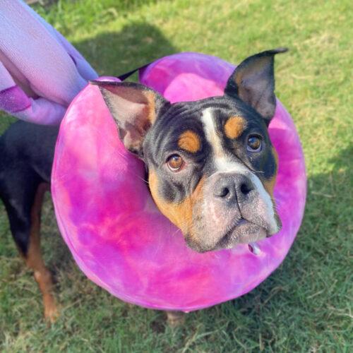 Enlarge Alice, a Adoptable mixed breed in Edmond, OK image 2/5