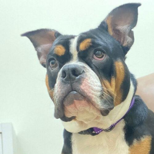 Enlarge Alice, a Adoptable mixed breed in Edmond, OK image 3/5