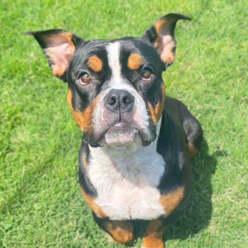 Enlarge Alice, a Adoptable mixed breed in Edmond, OK image 4/5