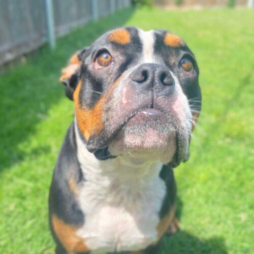 Enlarge Alice, a Adoptable mixed breed in Edmond, OK image 5/5