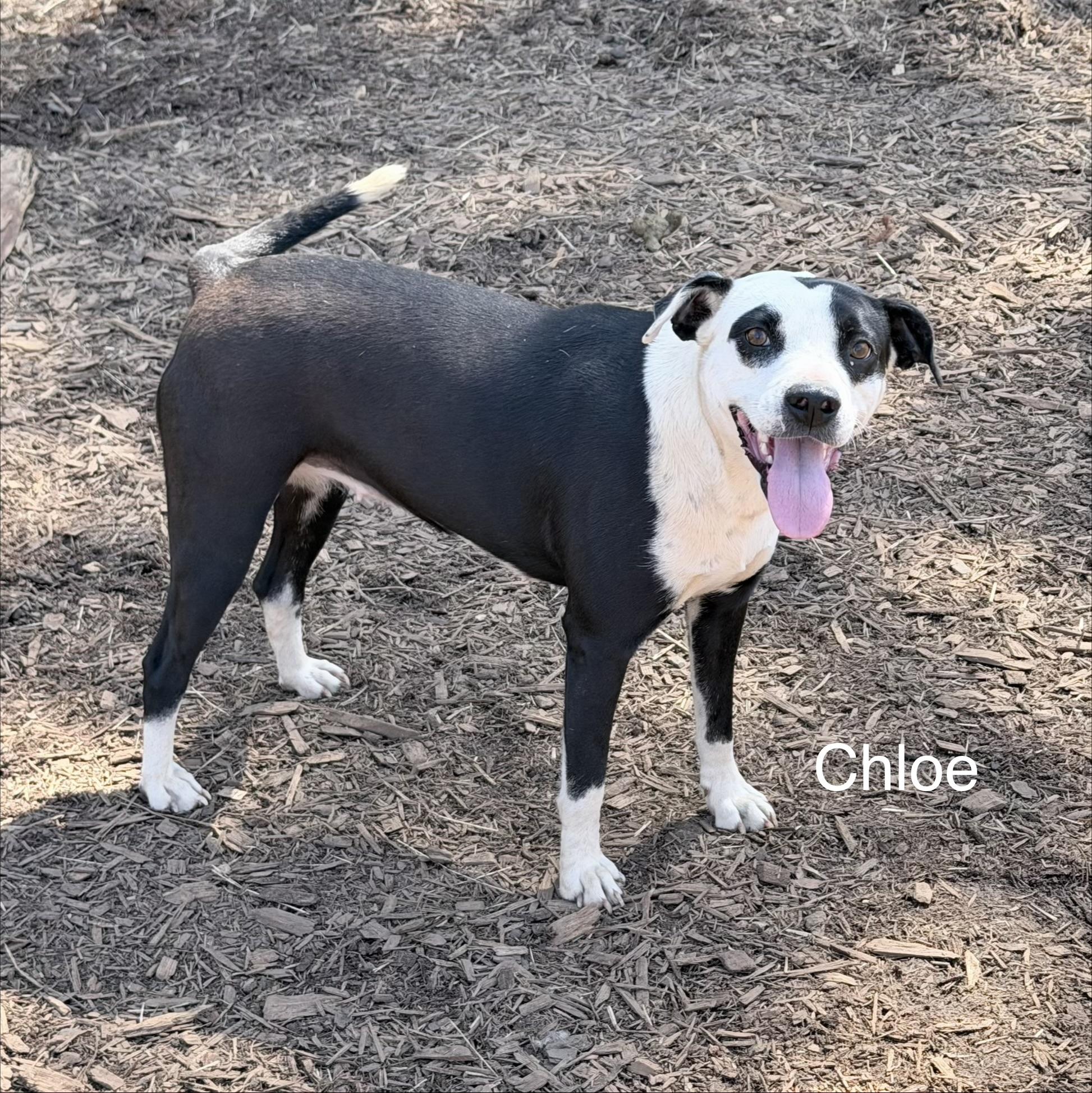 Enlarge Chloe, a ADOPTABLE mixed breed in Sylacauga, AL image 1/1