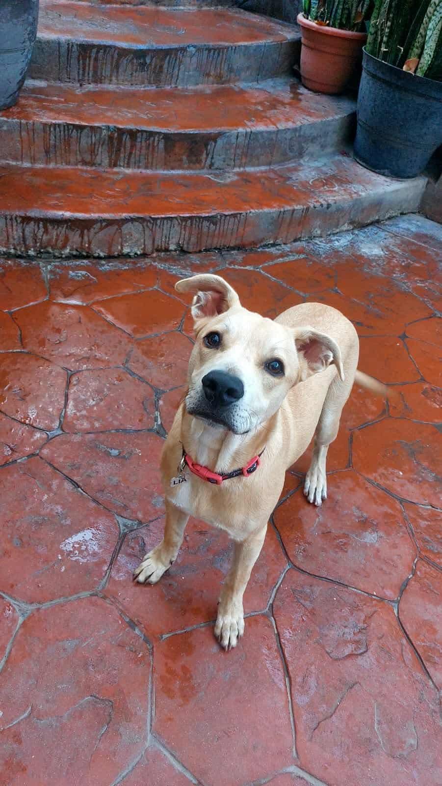 Kikita
