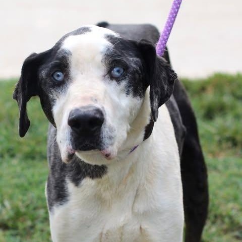 26-01039 GRANDPA LEONARD, adopted, Senior Male Great Dane.