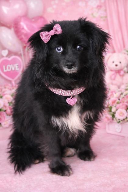 Hershey, Adoptable, Adult Female Australian Shepherd.