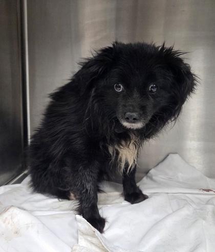 Enlarge Hershey, a Adoptable Australian Shepherd in Malvern, PA image 2/3