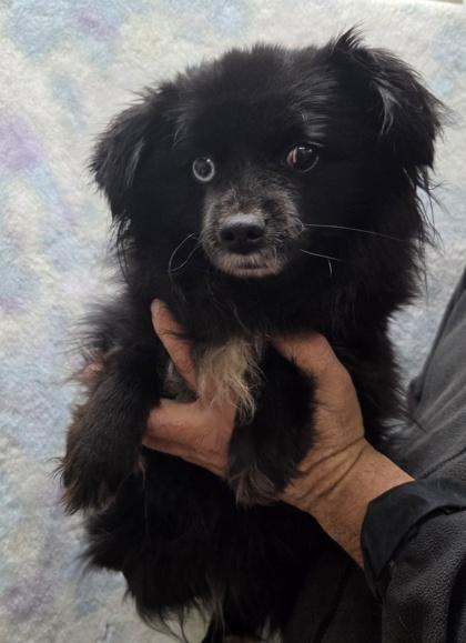 Enlarge Hershey, a Adoptable Australian Shepherd in Malvern, PA image 3/3