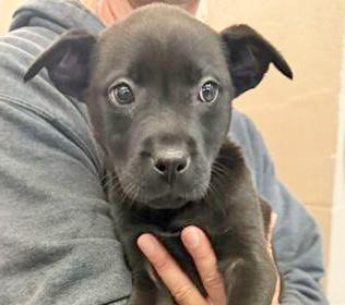 SHEPHERD'S PIE, adopted, Puppy Female Mixed Breed.