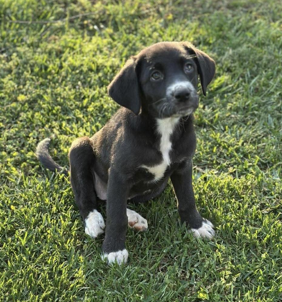 Enlarge Andie, a ADOPTABLE mixed breed in Kannapolis, NC image 4/6