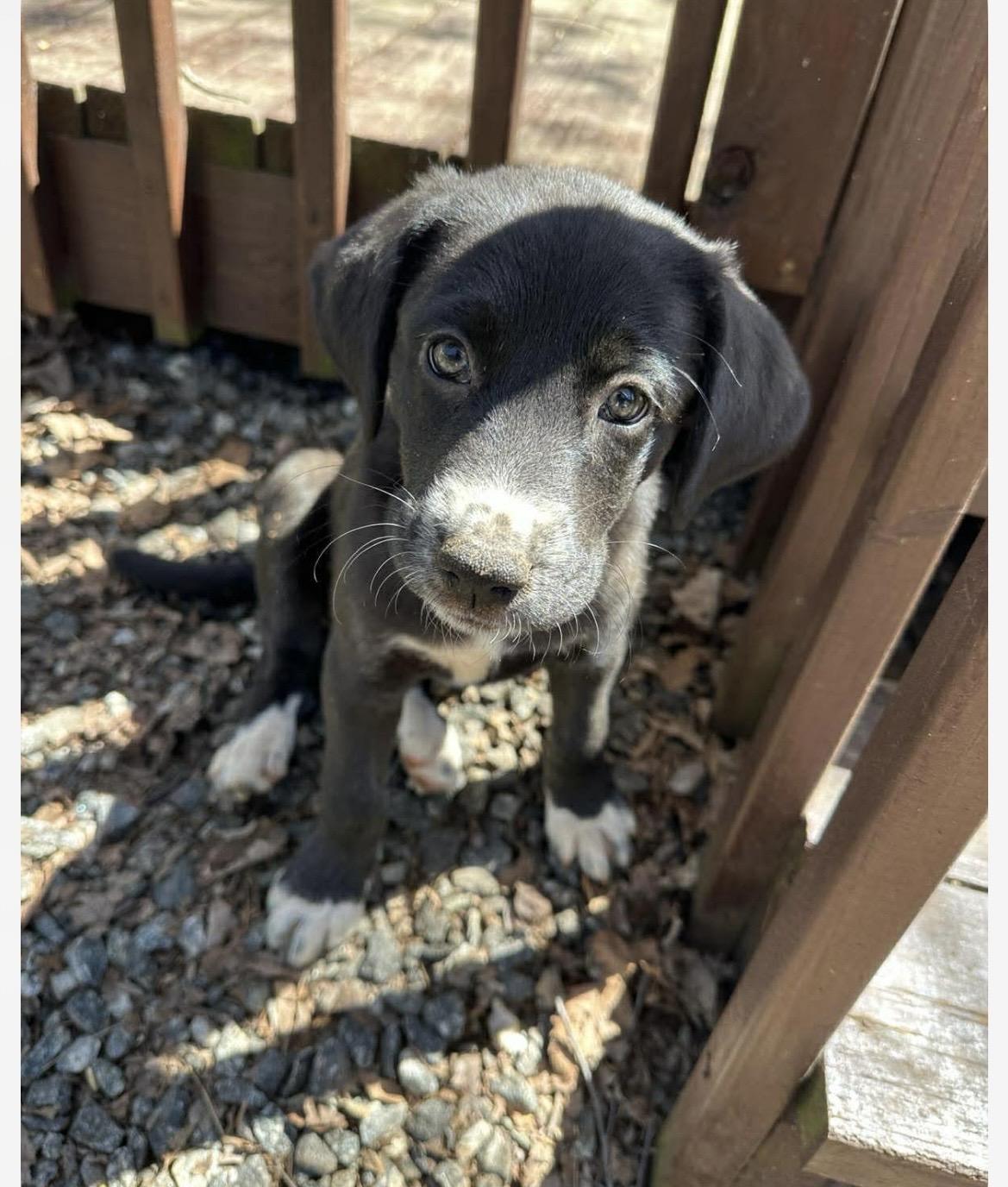 Enlarge Andie, a ADOPTABLE mixed breed in Kannapolis, NC image 3/6