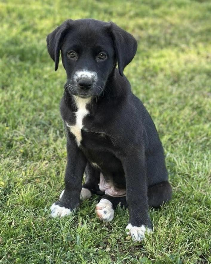 Andie, ADOPTABLE, Puppy Female Labrador Retriever & Mixed Breed.