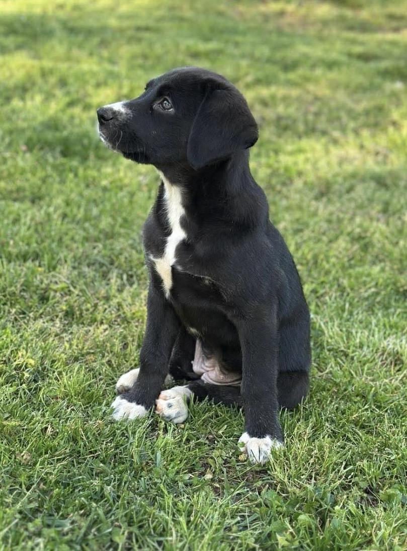 Enlarge Andie, a ADOPTABLE mixed breed in Kannapolis, NC image 5/6