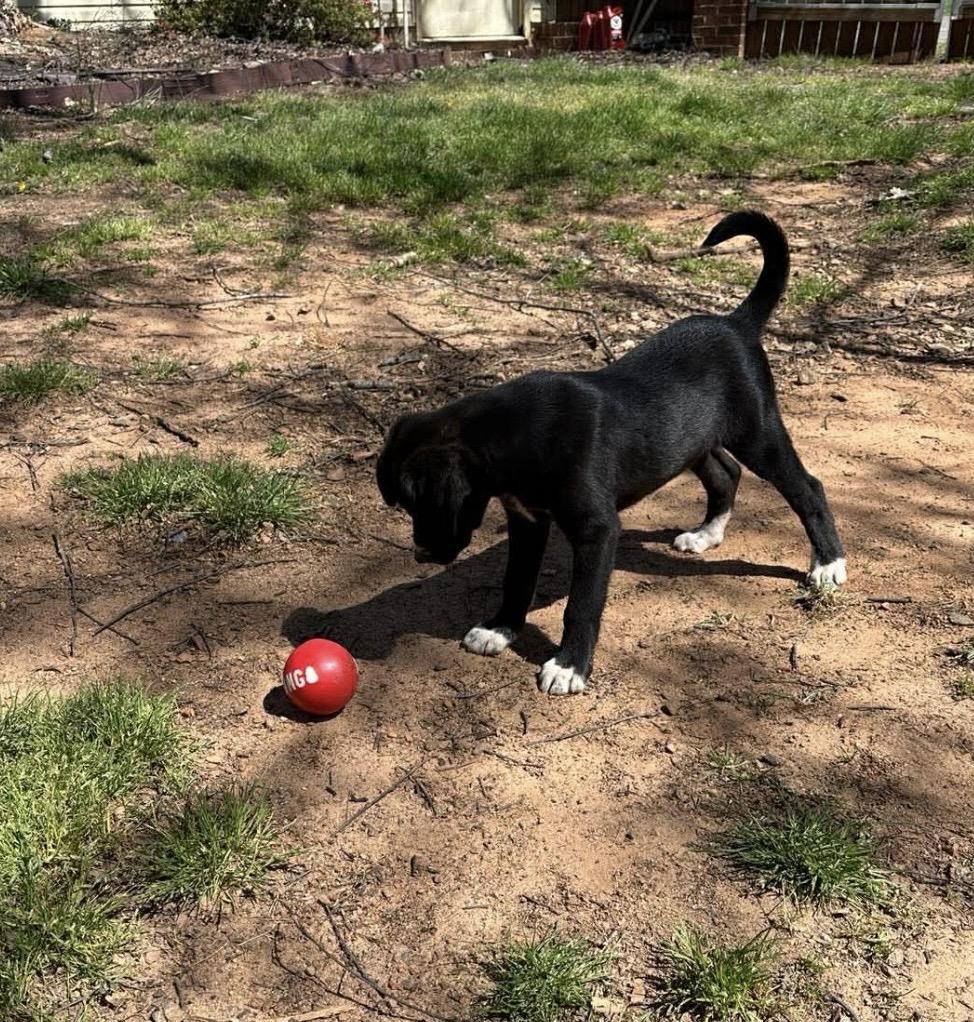 Enlarge Andie, a ADOPTABLE mixed breed in Kannapolis, NC image 6/6