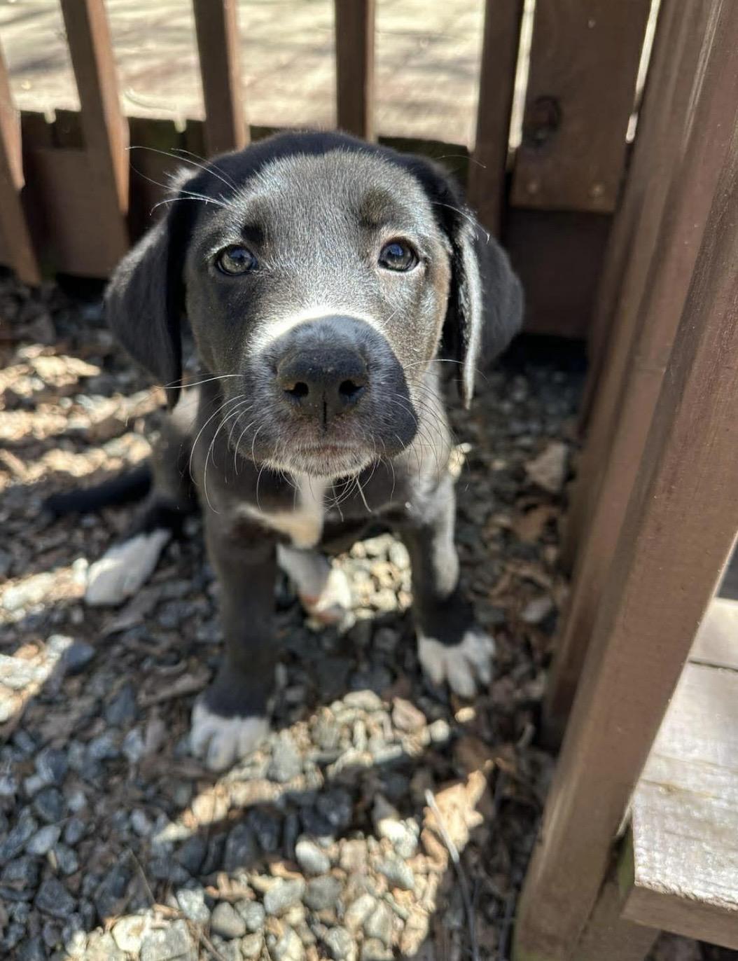 Enlarge Andie, a ADOPTABLE mixed breed in Kannapolis, NC image 2/6