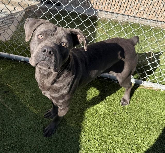 GRIFFEY, Adoptable, Young Male Cane Corso.