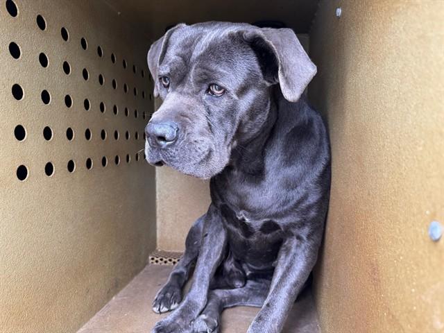 Enlarge GRIFFEY, a Adoptable Cane Corso in Downey, CA image 1/1