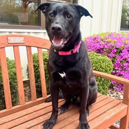 Jackson, ADOPTABLE, Adult Male Labrador Retriever.