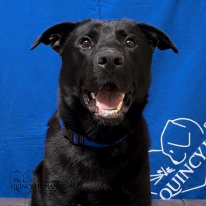 Enlarge Jackson, a ADOPTABLE mixed breed in Quincy, IL image 1/1