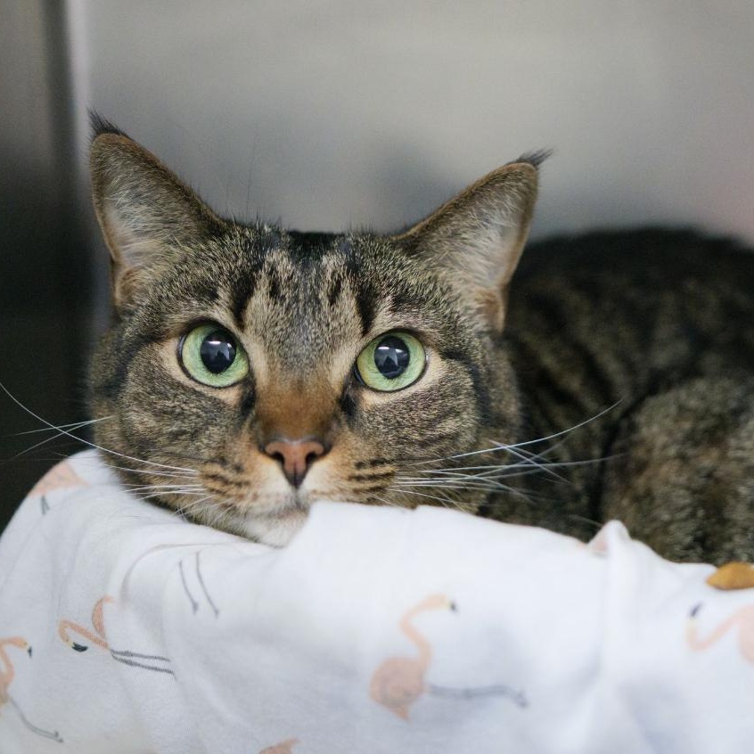 Penny, a ADOPTABLE Domestic Short Hair in Valdosta, GA image 1/3