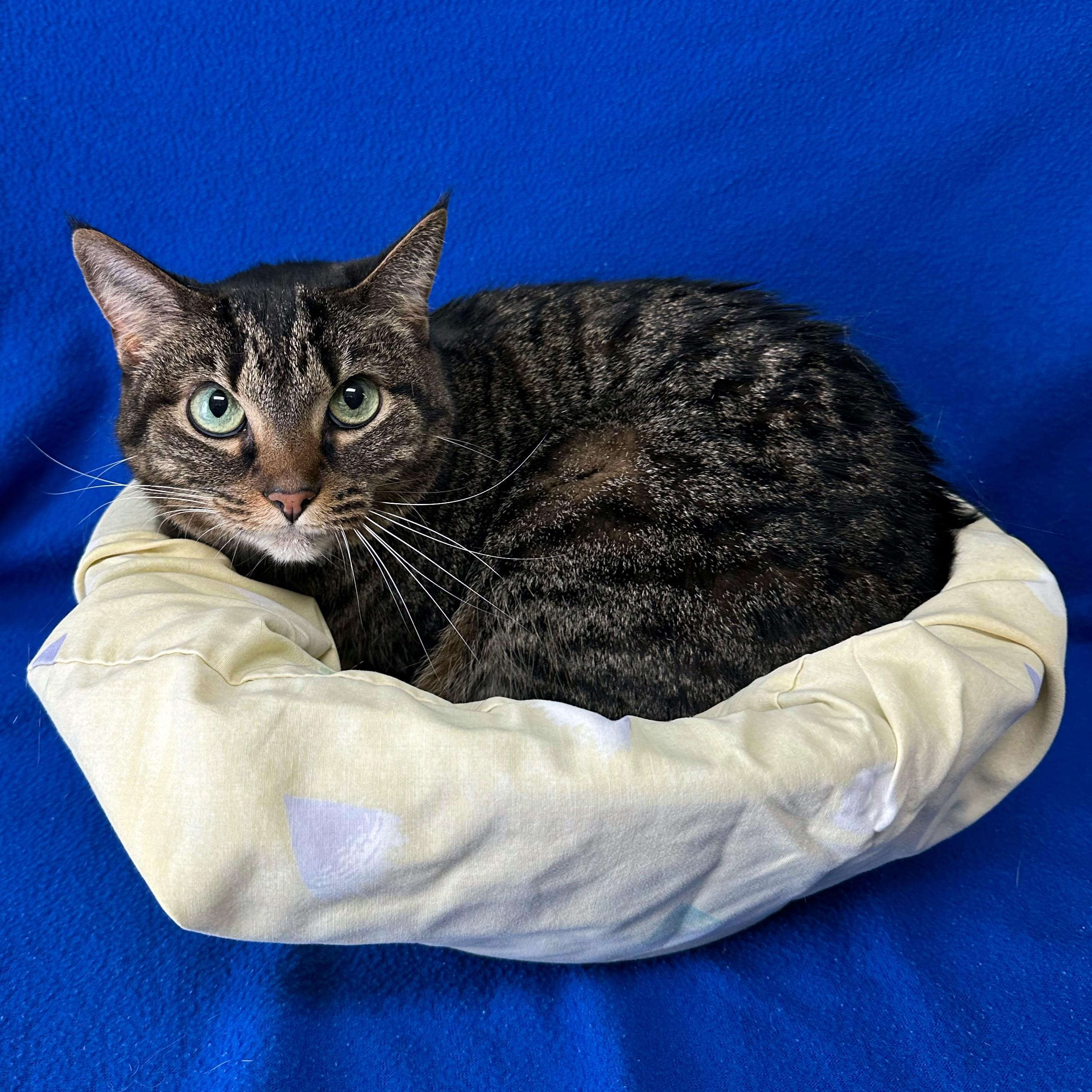 Penny, a ADOPTABLE Domestic Short Hair in Valdosta, GA image 2/3