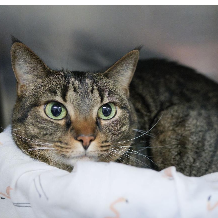 Penny, a ADOPTABLE Domestic Short Hair in Valdosta, GA image 3/3