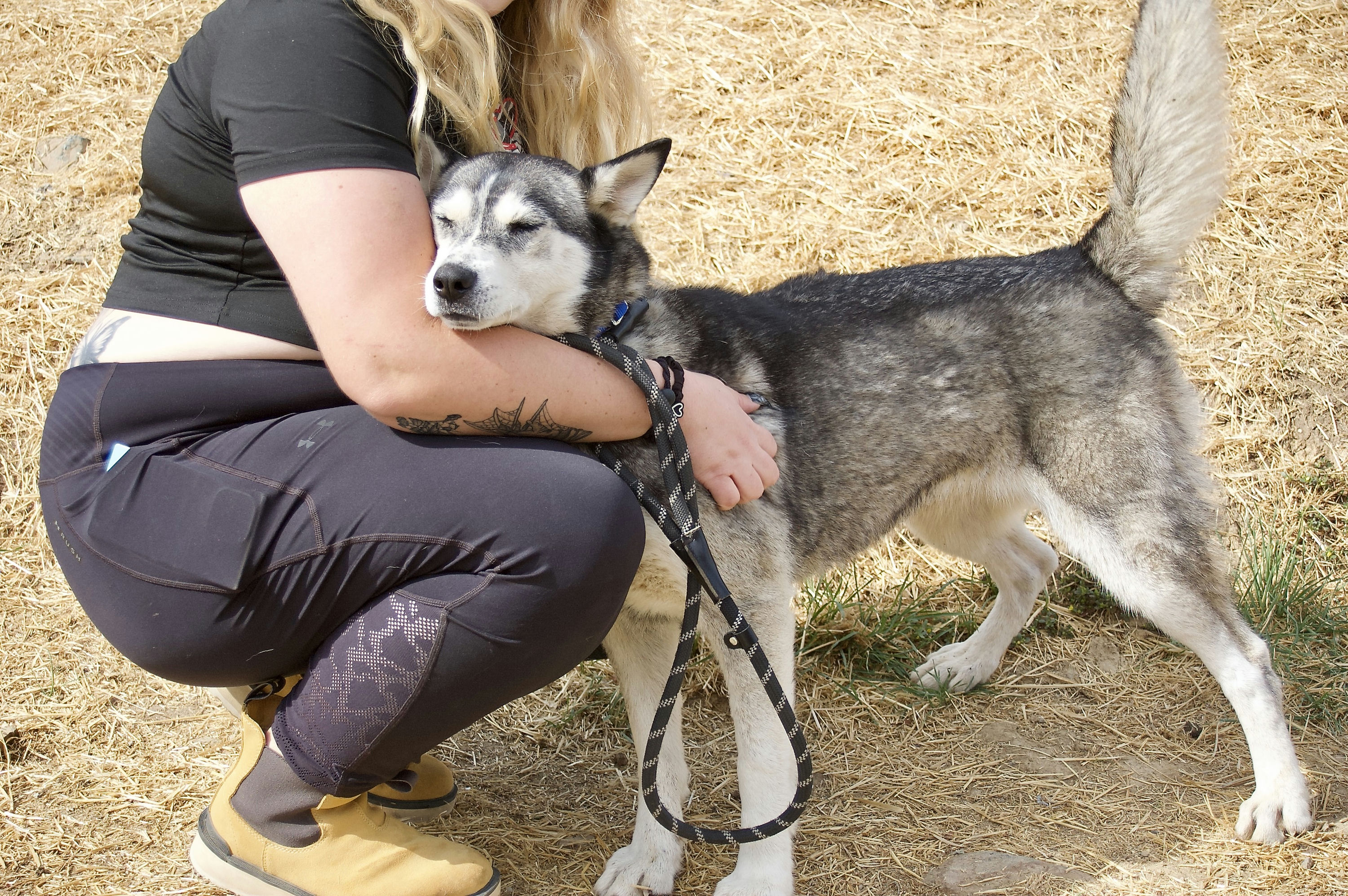 Dog for adoption Sophia, a Husky in Grass Valley, CA Petfinder