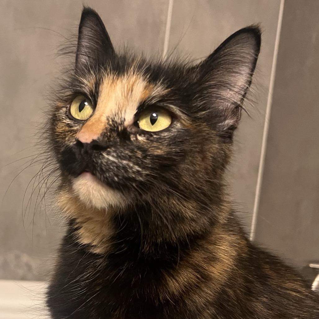 Enlarge Narcissus, a Adoptable Domestic Medium Hair in Talent, OR image 1/2