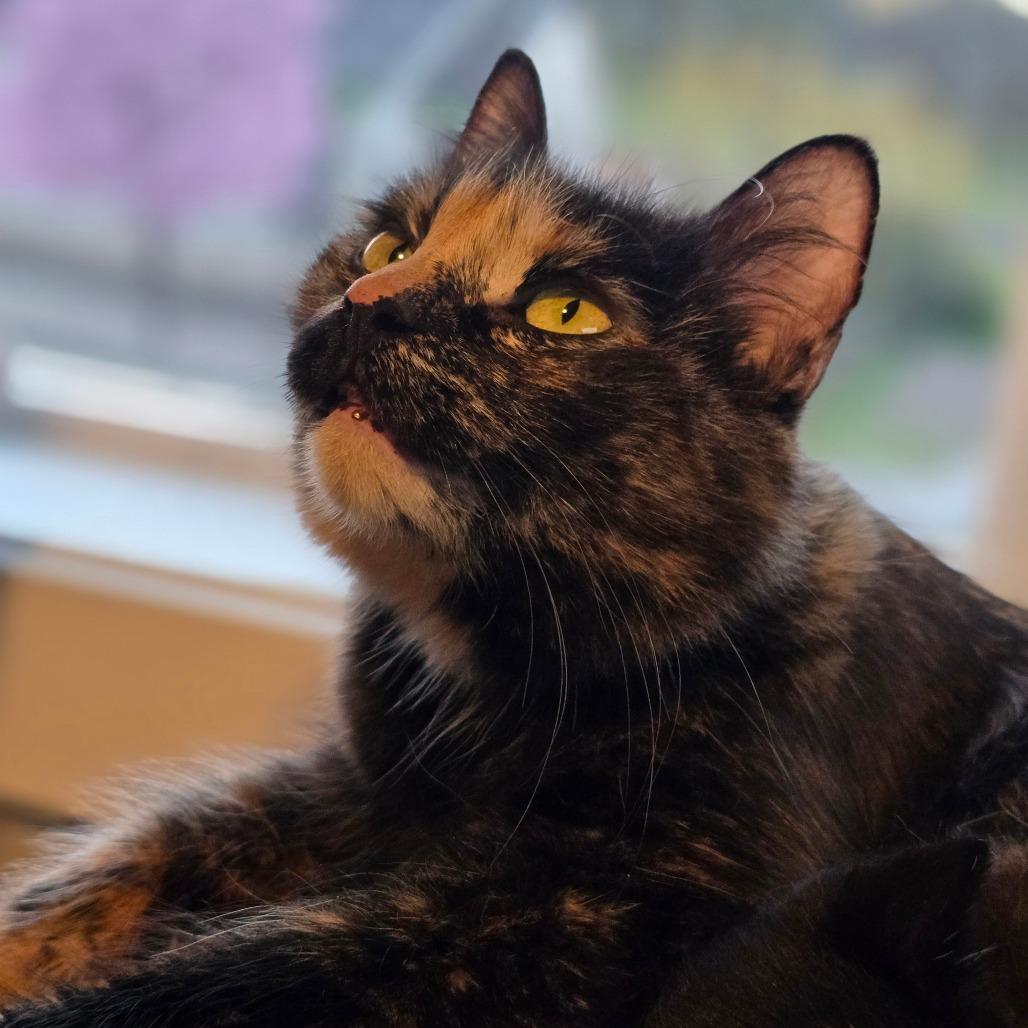 Enlarge Narcissus, a Adoptable Domestic Medium Hair in Talent, OR image 2/2