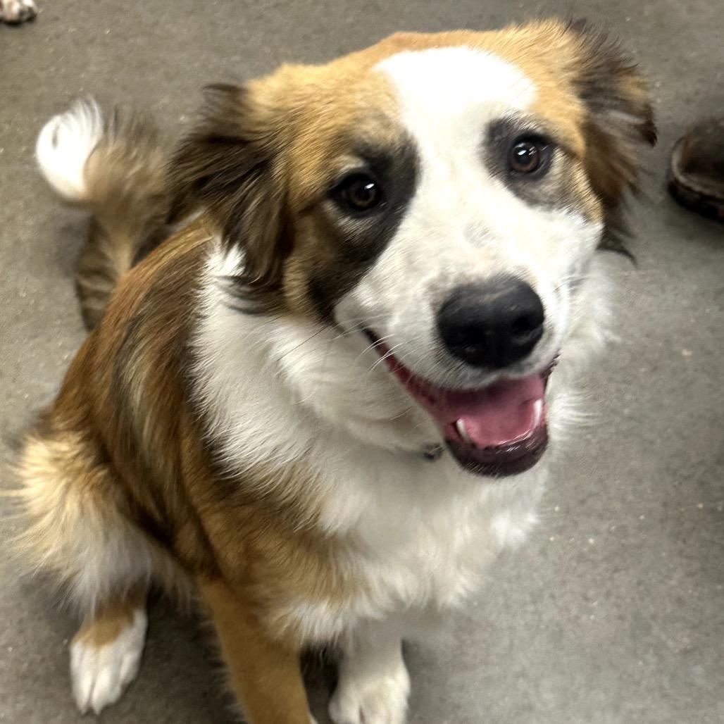 Enlarge FWT Scar, a Adoptable Australian Shepherd in Midland, TX image 1/2