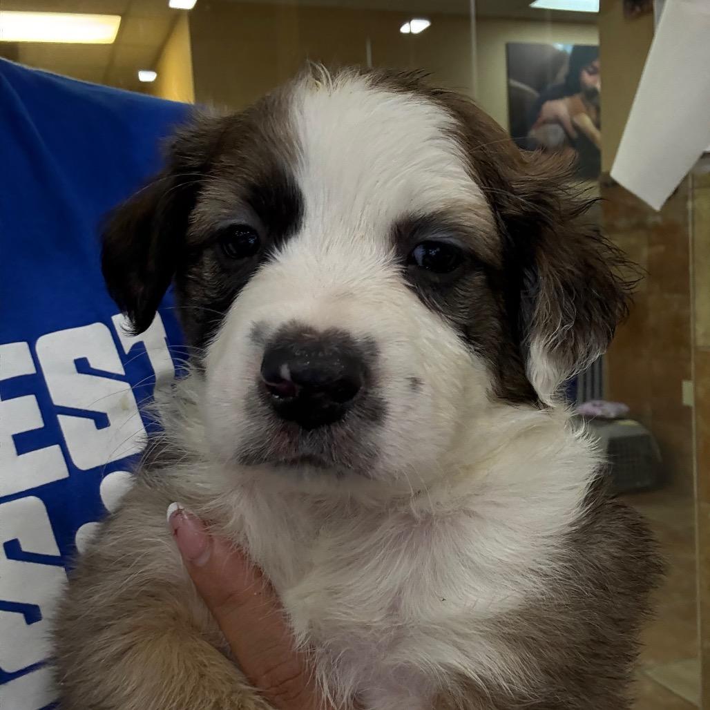 Enlarge FWT Scar, a Adoptable Australian Shepherd in Midland, TX image 2/2