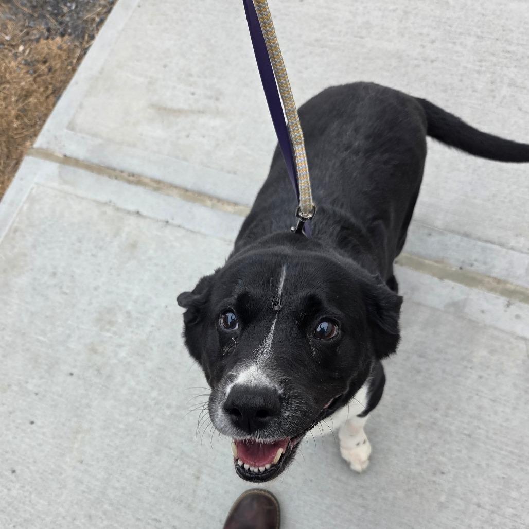 Cleopatra, Adoptable, Senior Female Mixed Breed & Border Collie.