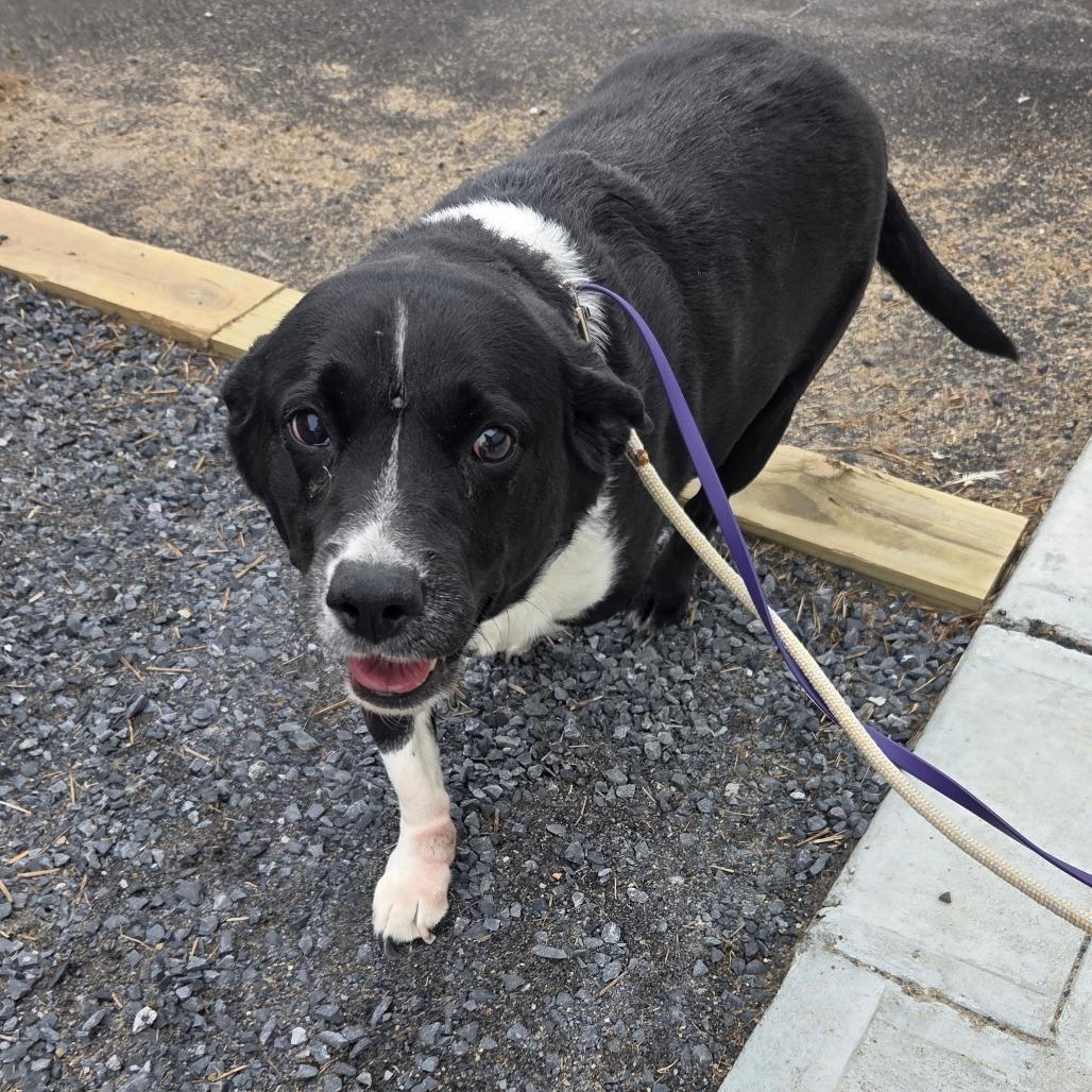 Cleopatra, a Adoptable mixed breed in Ballston Spa, NY image 2/5