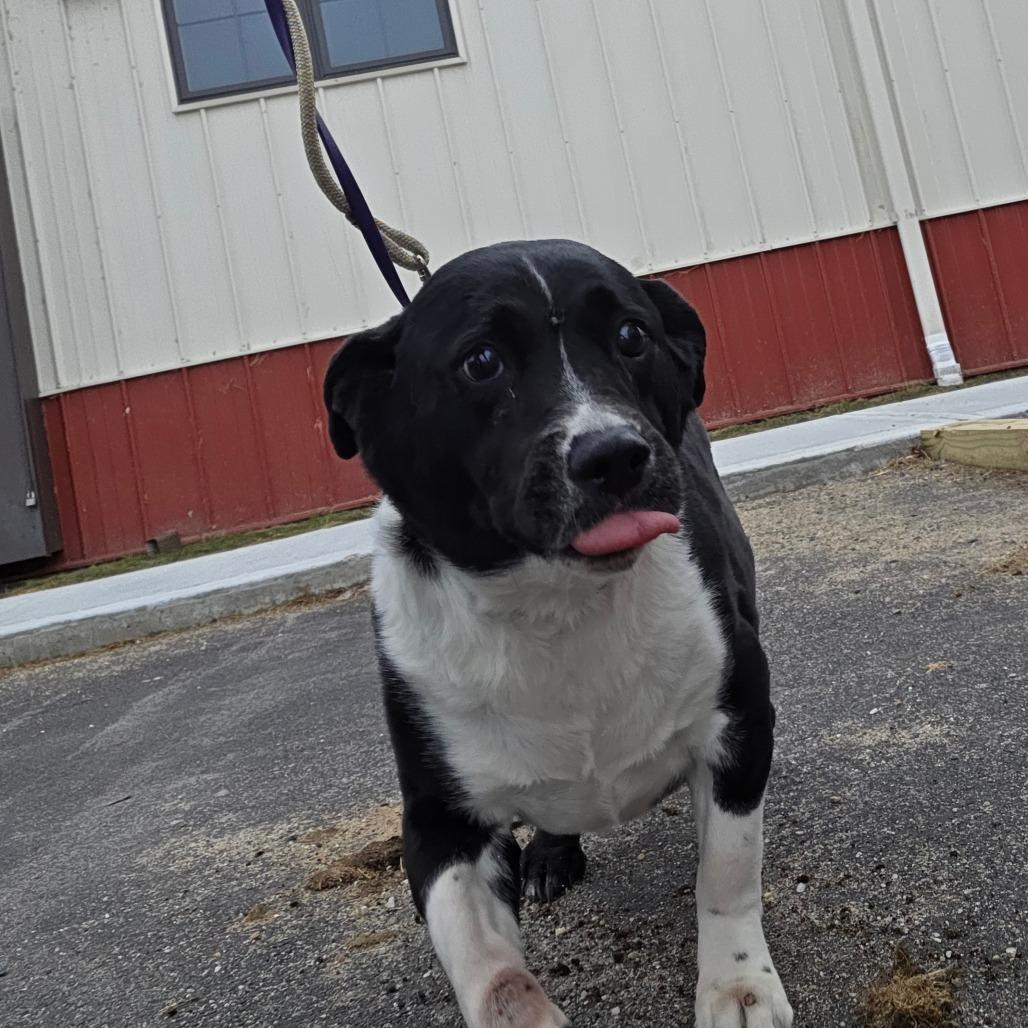 Cleopatra, a Adoptable mixed breed in Ballston Spa, NY image 3/5