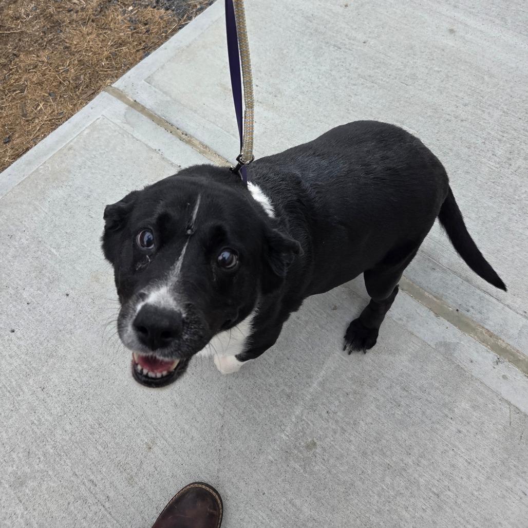 Cleopatra, a Adoptable mixed breed in Ballston Spa, NY image 4/5