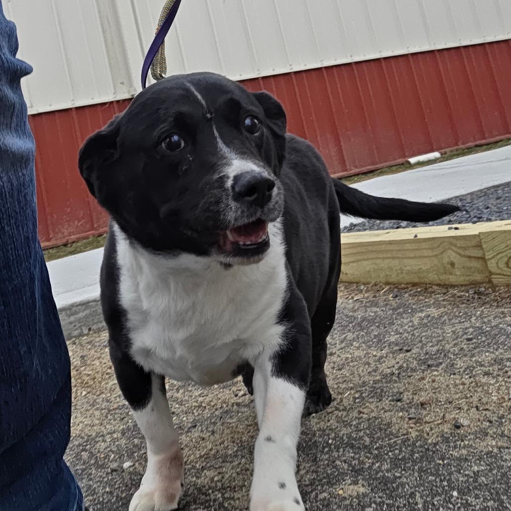 Cleopatra, a Adoptable mixed breed in Ballston Spa, NY image 5/5