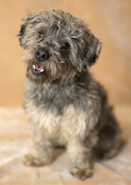 Enlarge George, an adopted mixed breed in Chicago, IL image 3/4