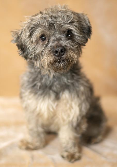 Enlarge George, an adopted mixed breed in Chicago, IL image 2/4