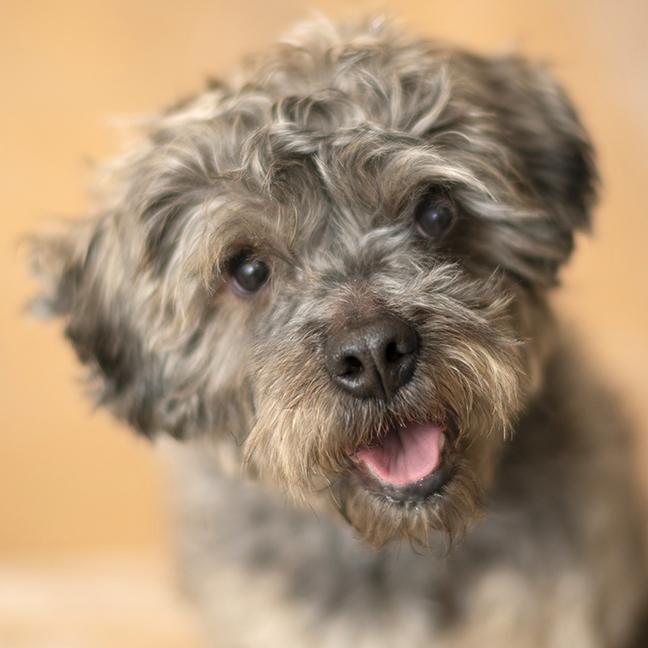 Enlarge George, an adopted mixed breed in Chicago, IL image 1/4