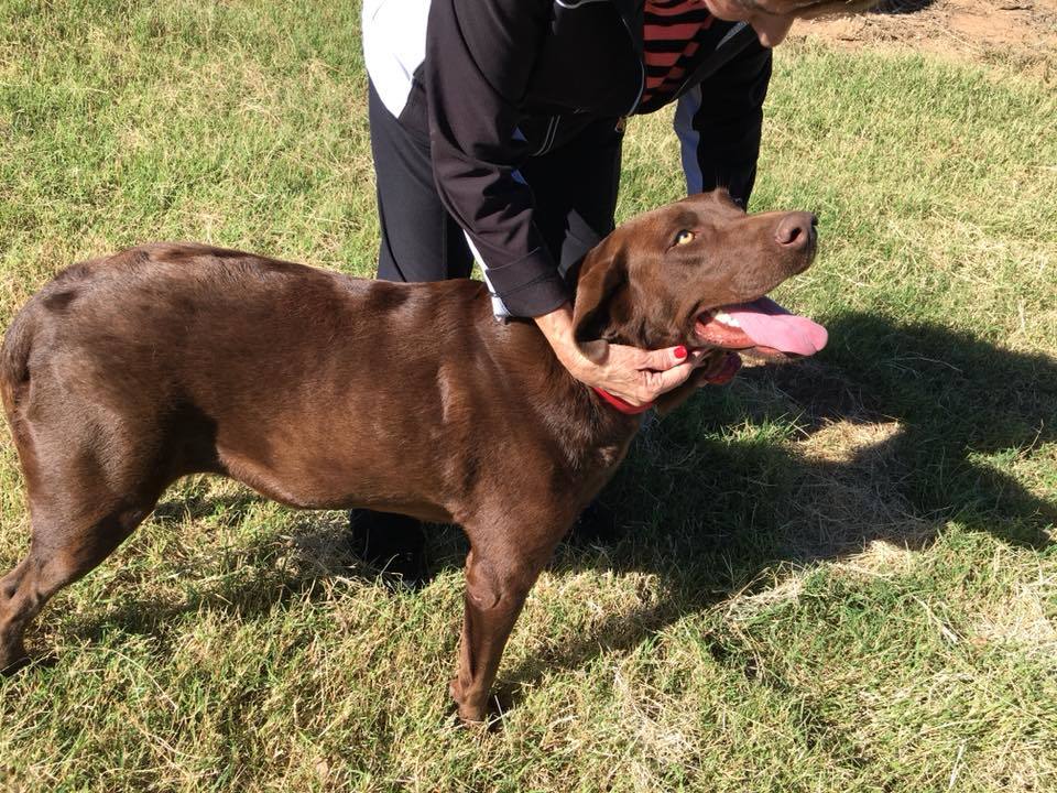 Scout, Adopted, Adult Male Chocolate Labrador Retriever.