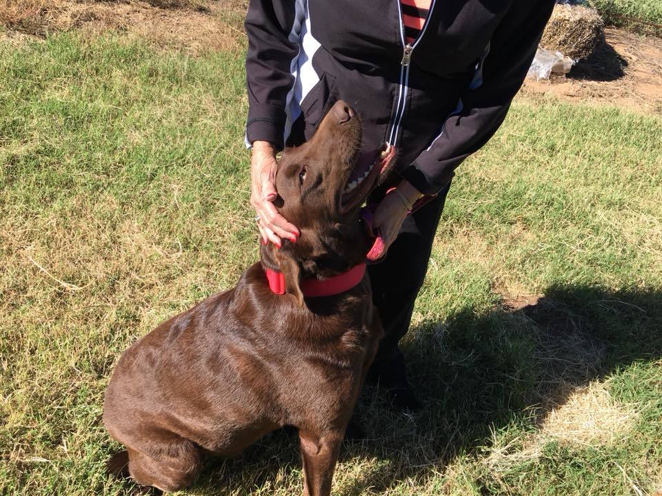 Scout, a Adopted mixed breed in Snyder, TX image 2/4