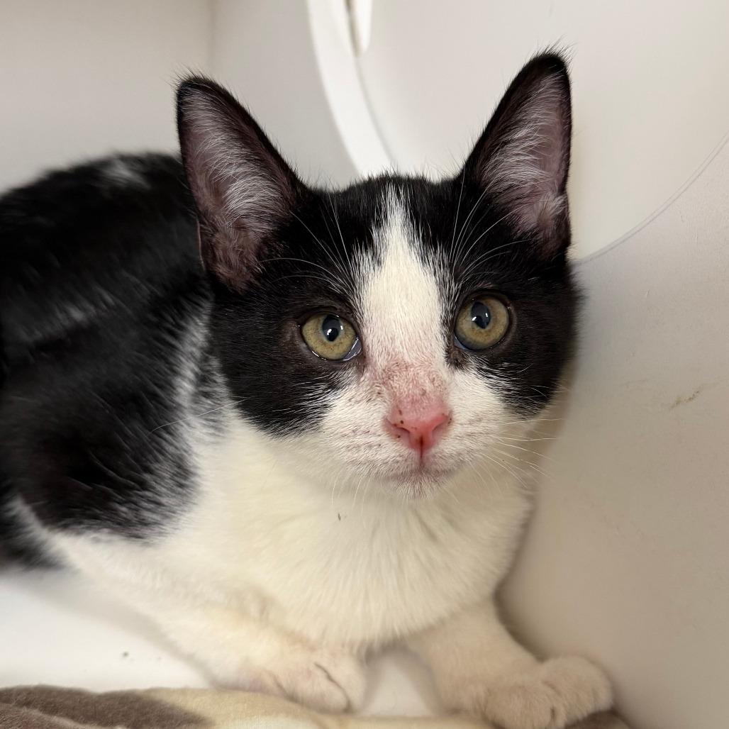 Enlarge Chevy, a Adoptable Domestic Short Hair in Stillwater, OK image 1/1