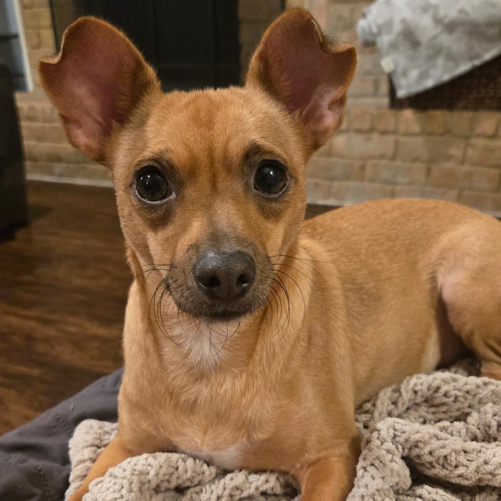 Pride, a Adoptable Chihuahua in Katy, TX image 1/5