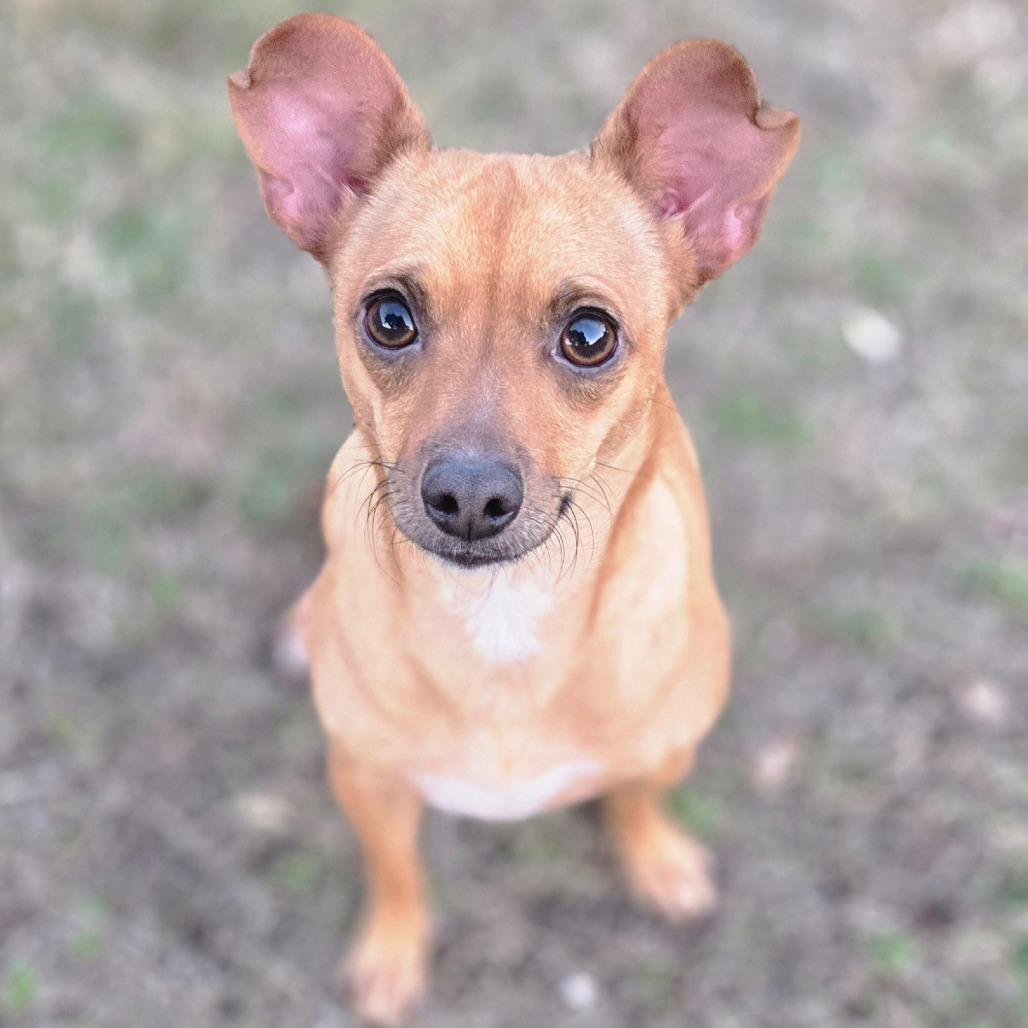 Pride, a Adoptable Chihuahua in Katy, TX image 2/5