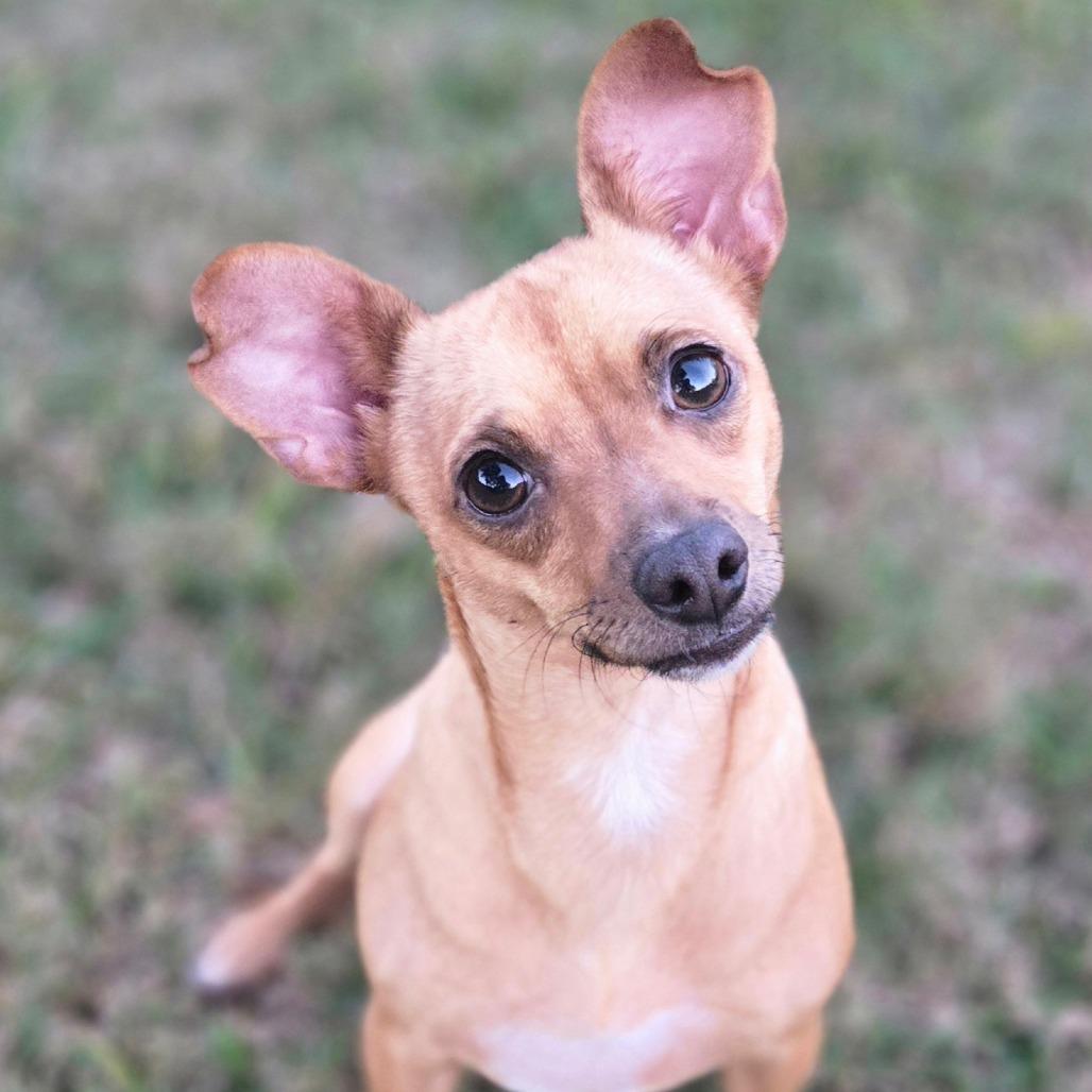 Pride, a Adoptable Chihuahua in Katy, TX image 4/5