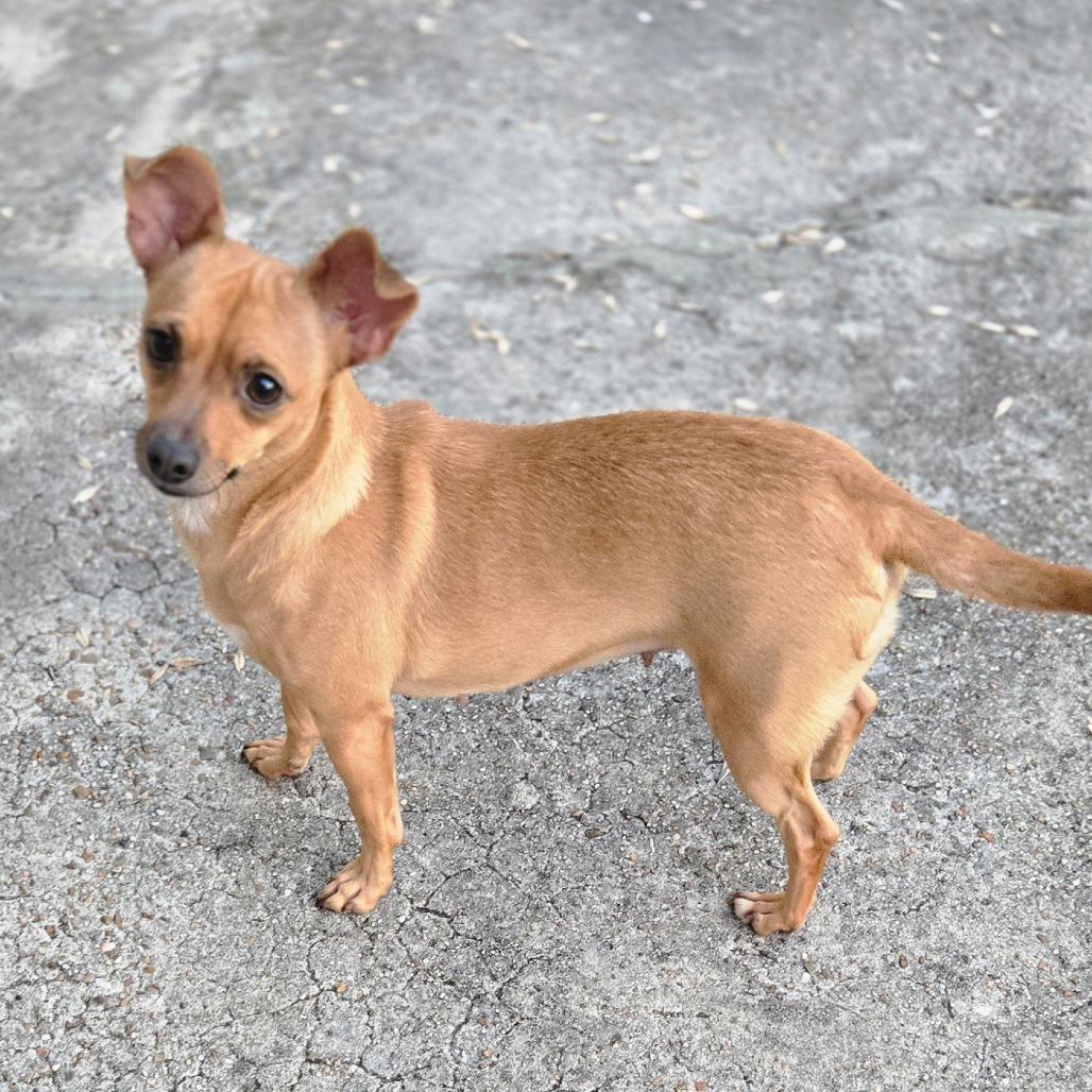 Pride, a Adoptable Chihuahua in Katy, TX image 5/5