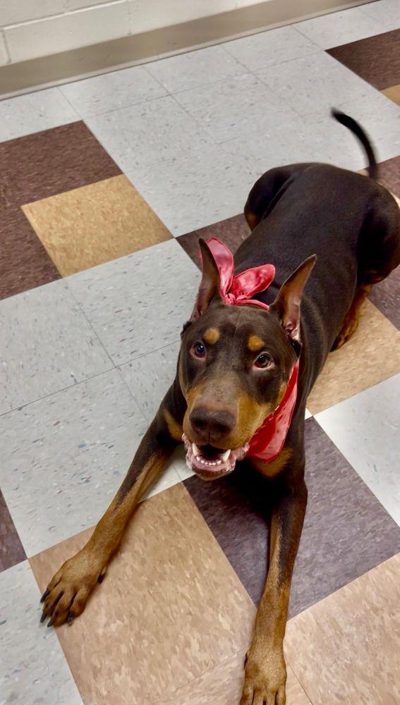 Enlarge Chuco, an adopted Doberman Pinscher in Barrington, IL image 2/4