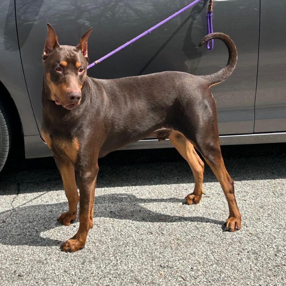 Enlarge Chuco, an adopted Doberman Pinscher in Barrington, IL image 4/4