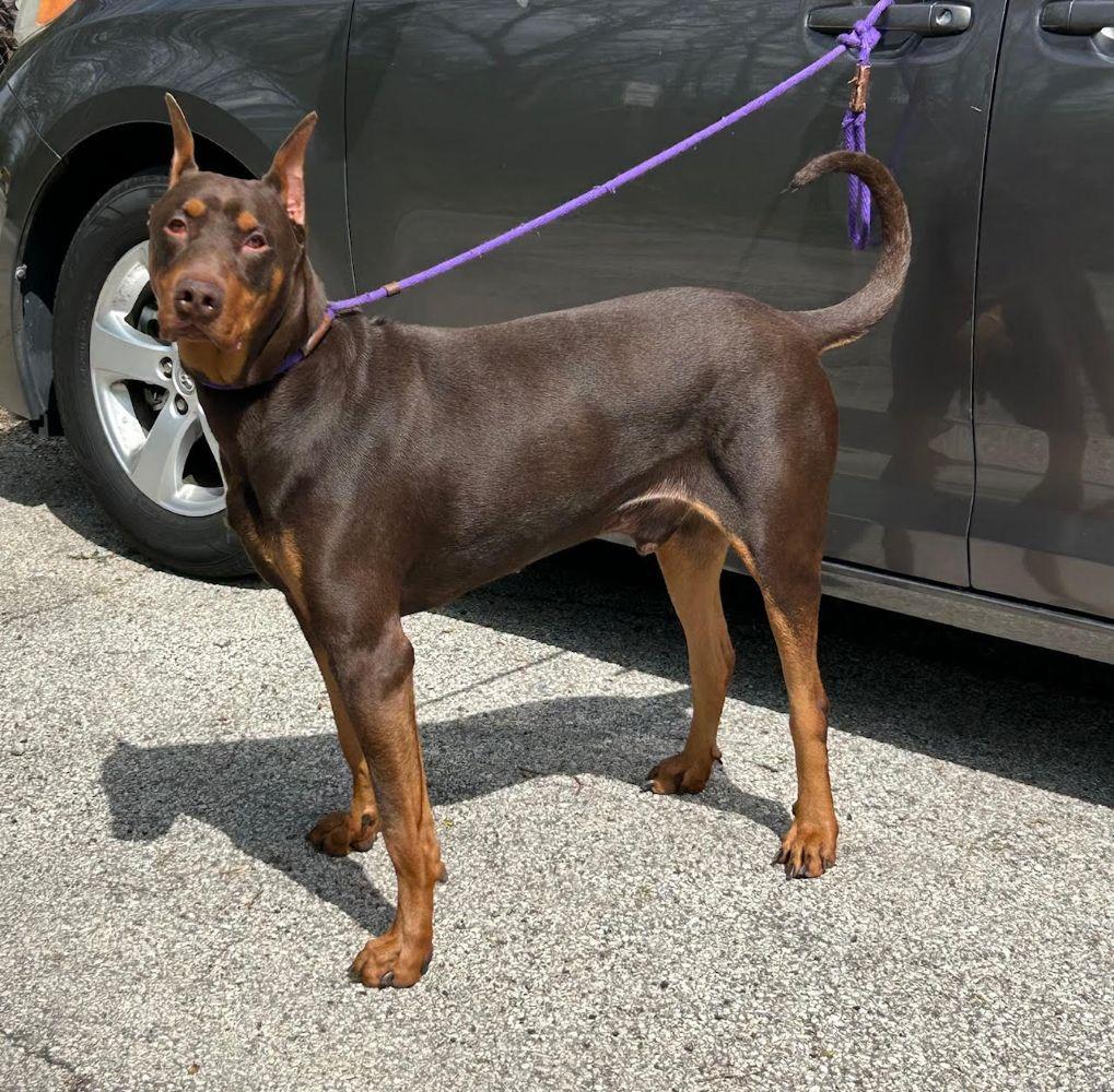 Enlarge Chuco, an adopted Doberman Pinscher in Barrington, IL image 3/4